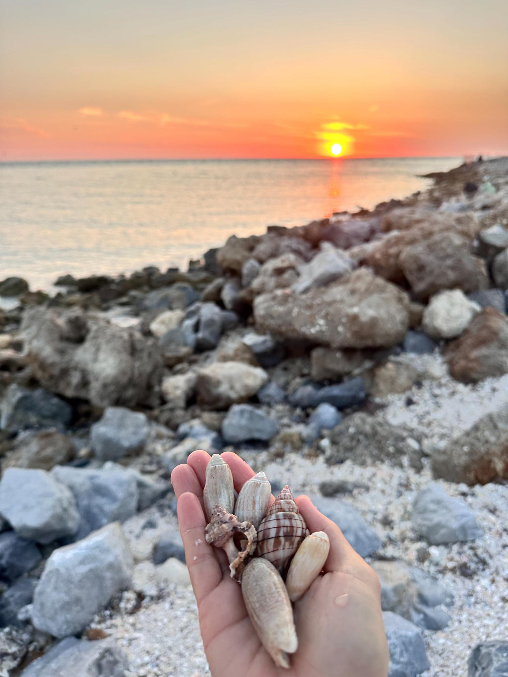 Assorted Seashell - 1/2 Pound Mixed Bag of Florida Beachcomber’s Treasures