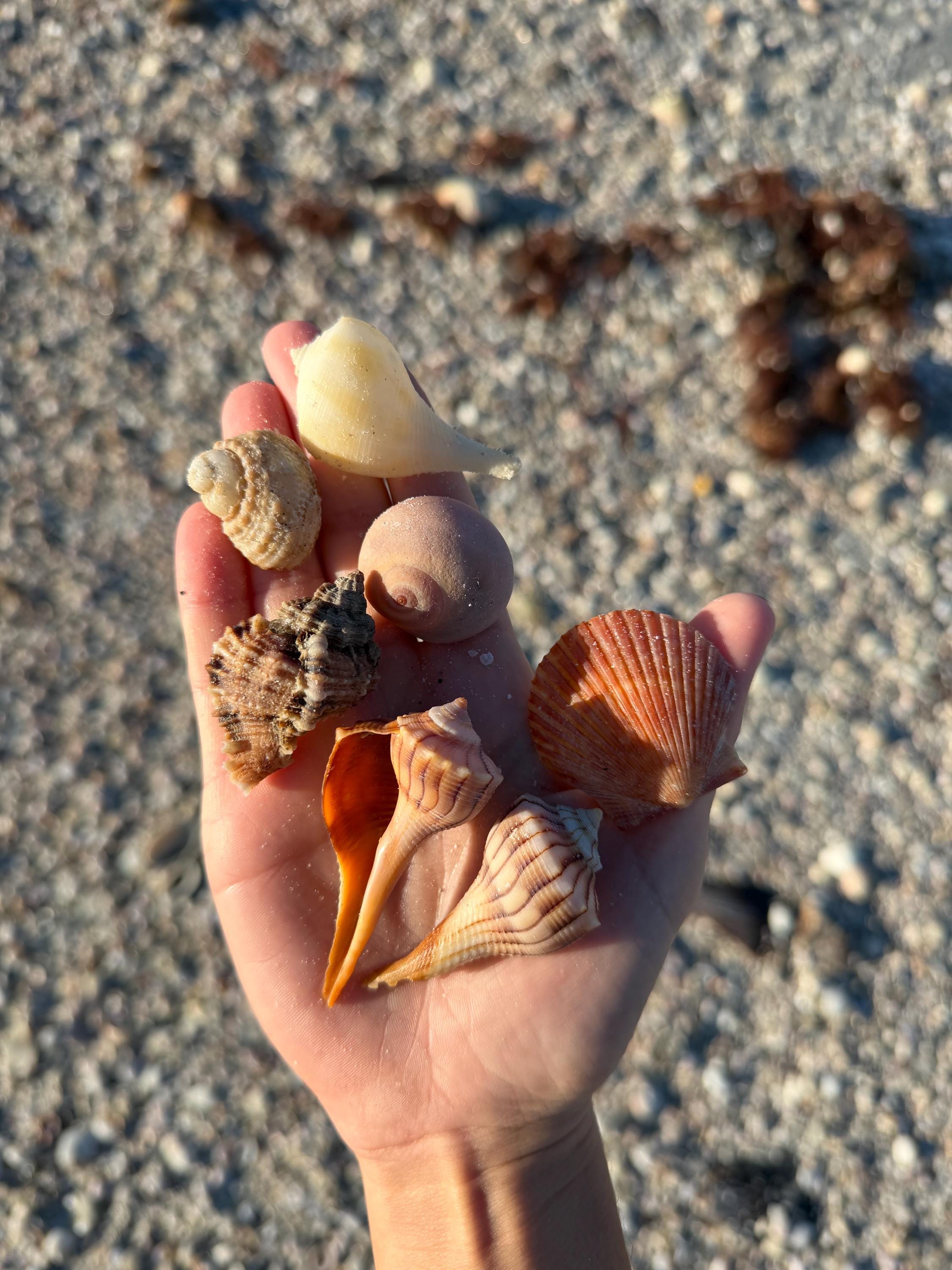 Assorted Seashell - 1 Pound Mixed Bag of Florida Beachcomber’s Treasures