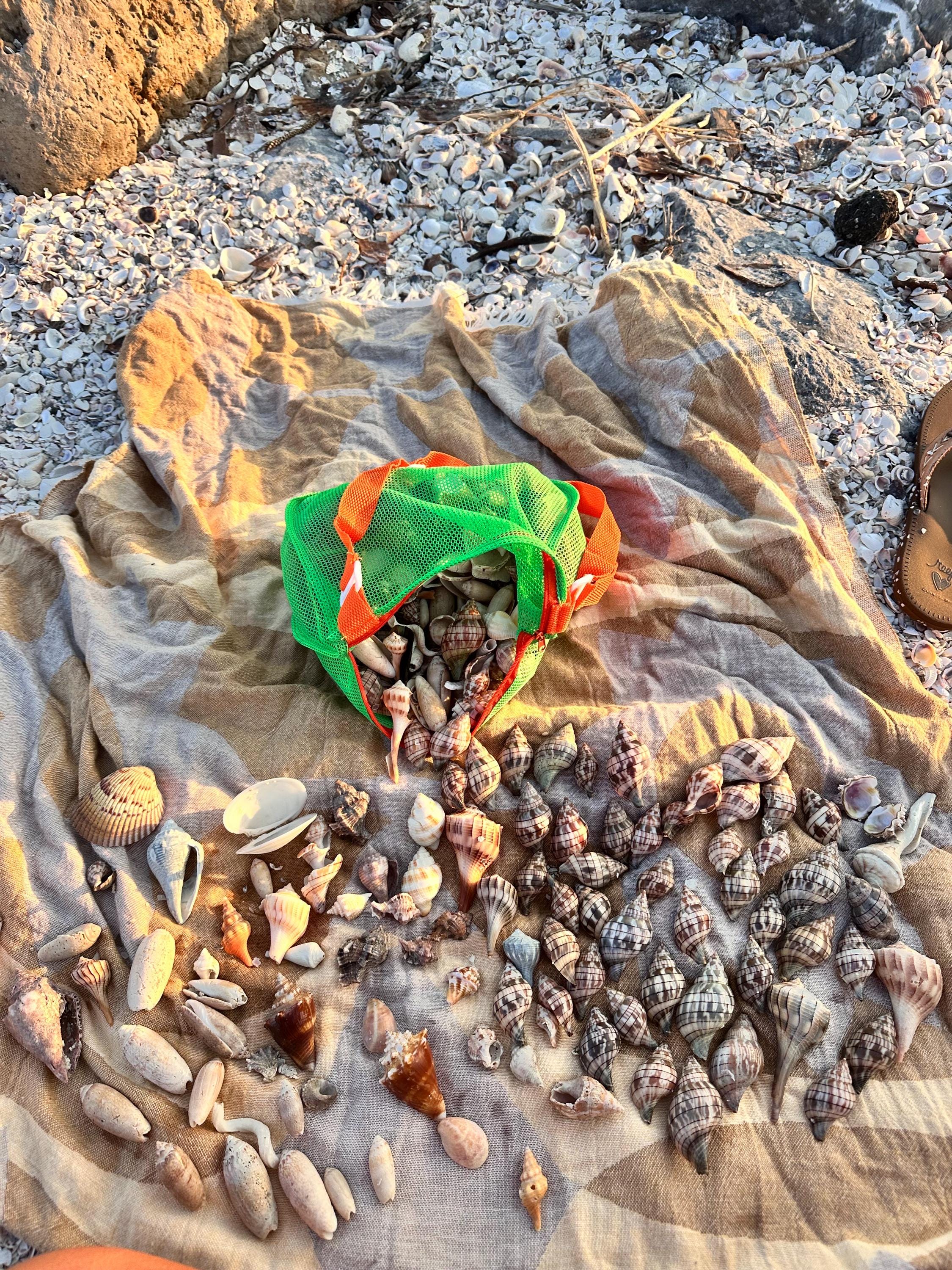 Assorted Seashell - 1/2 Pound Mixed Bag of Florida Beachcomber’s Treasures