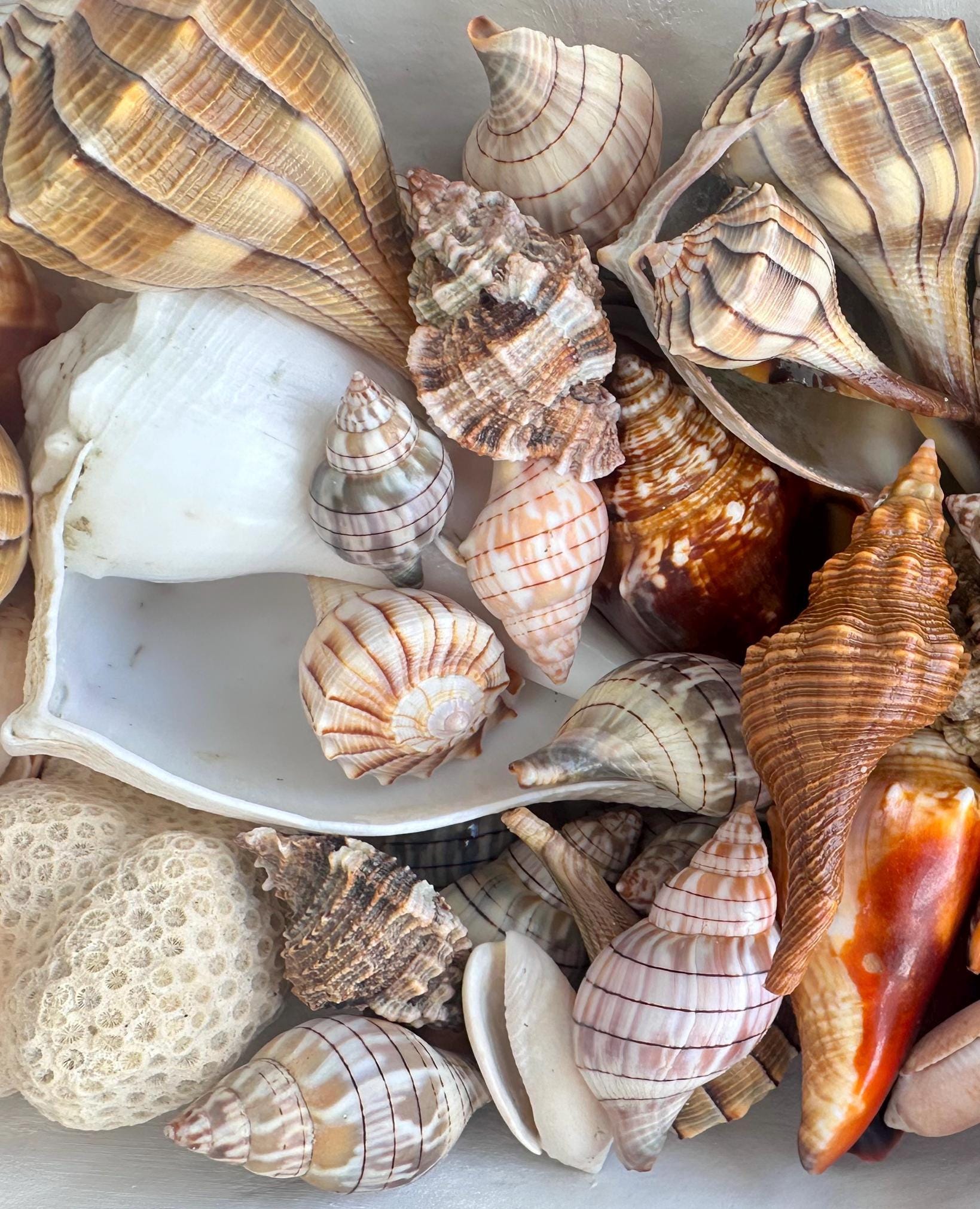 Assorted Seashell - 1/2 Pound Mixed Bag of Florida Beachcomber’s Treasures