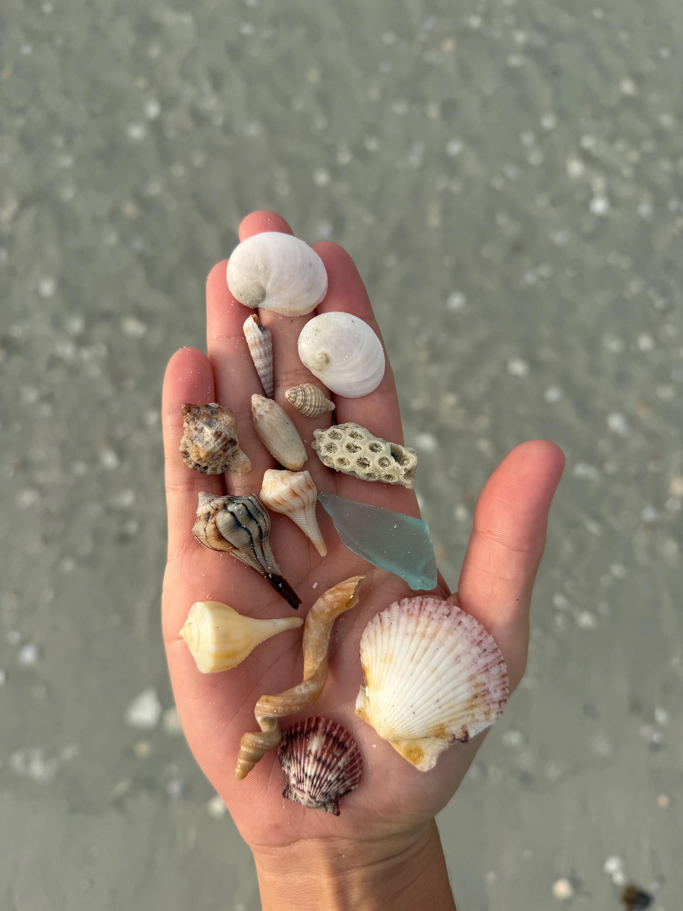 Assorted Seashell - 1/2 Pound Mixed Bag of Florida Beachcomber’s Treasures