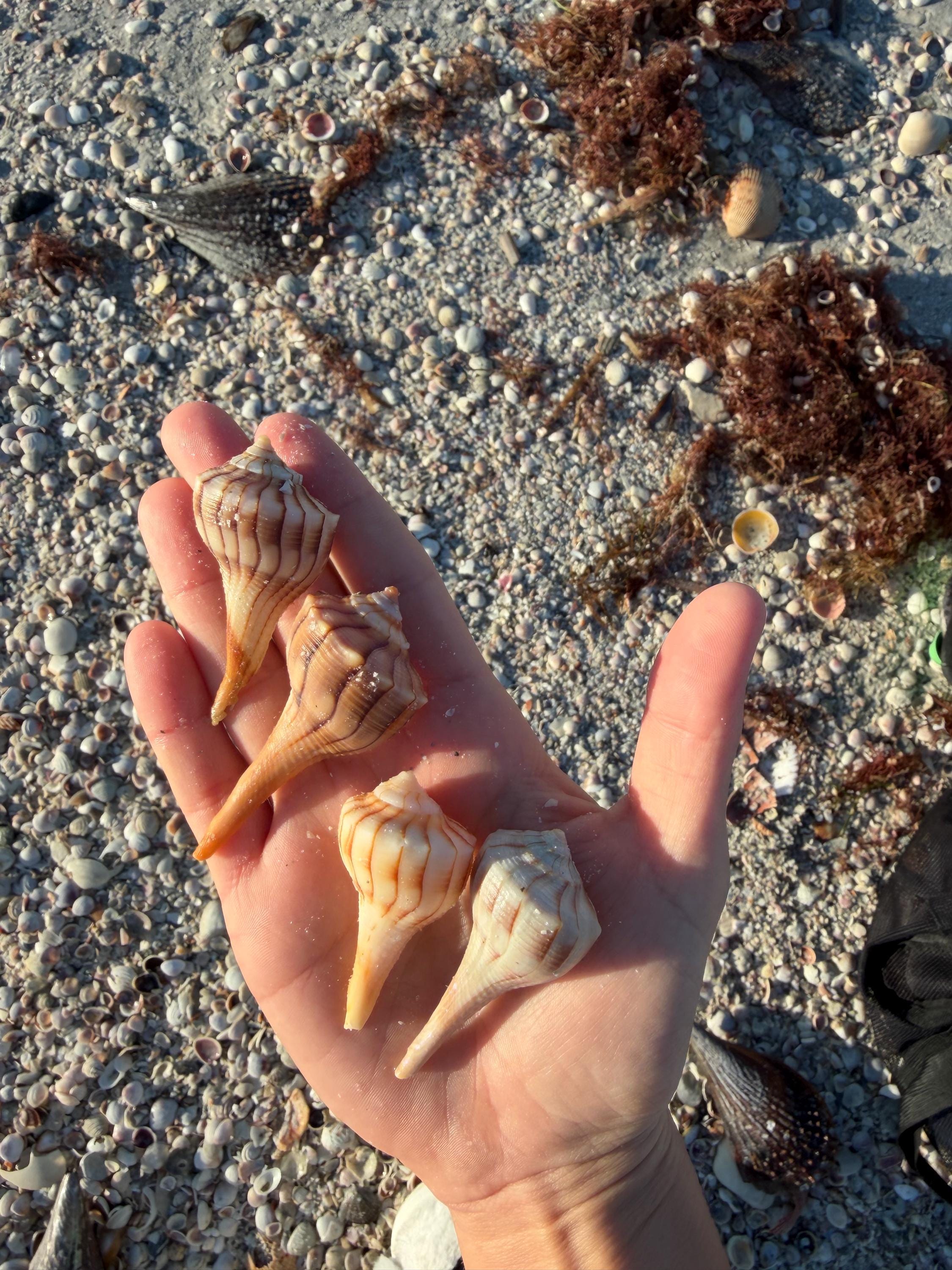 Assorted Seashell - 1 Pound Mixed Bag of Florida Beachcomber’s Treasures