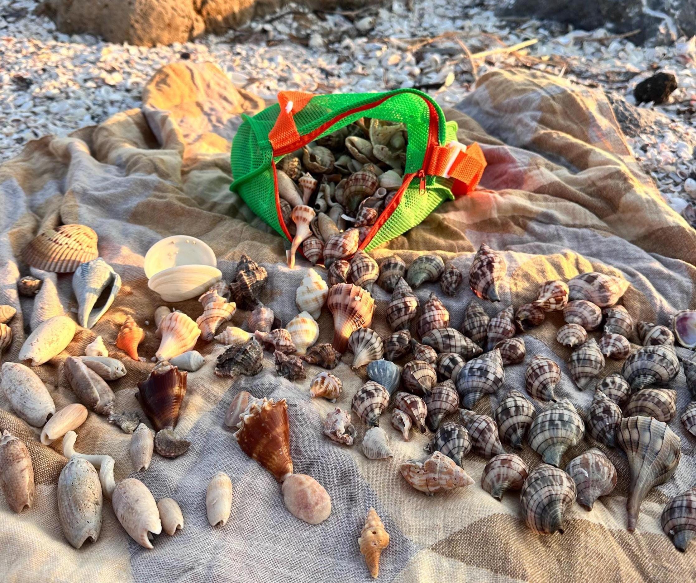 Assorted Seashell - 1 Pound Mixed Bag of Florida Beachcomber’s Treasures