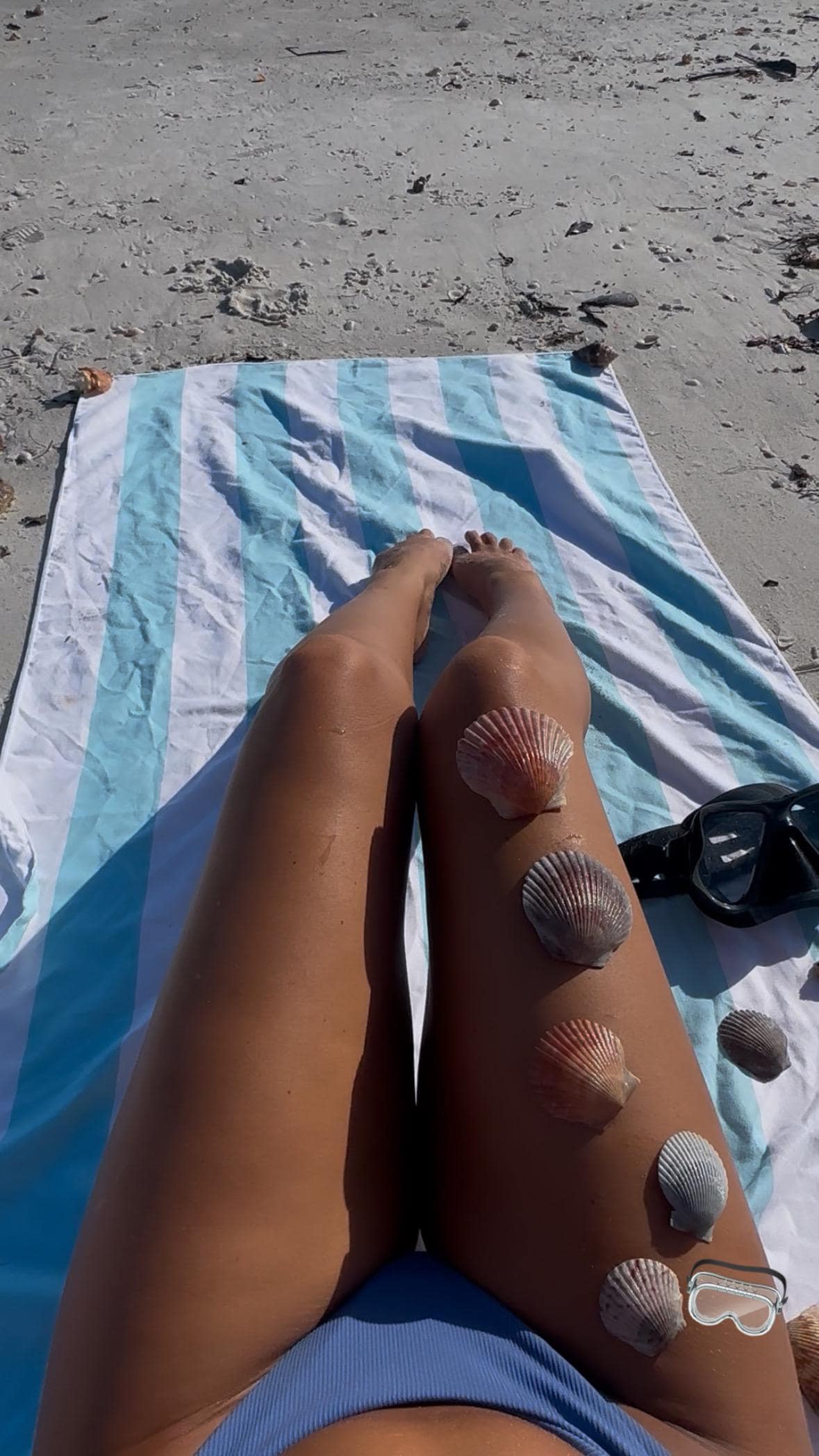 Assorted Seashell - 1/2 Pound Mixed Bag of Florida Beachcomber’s Treasures