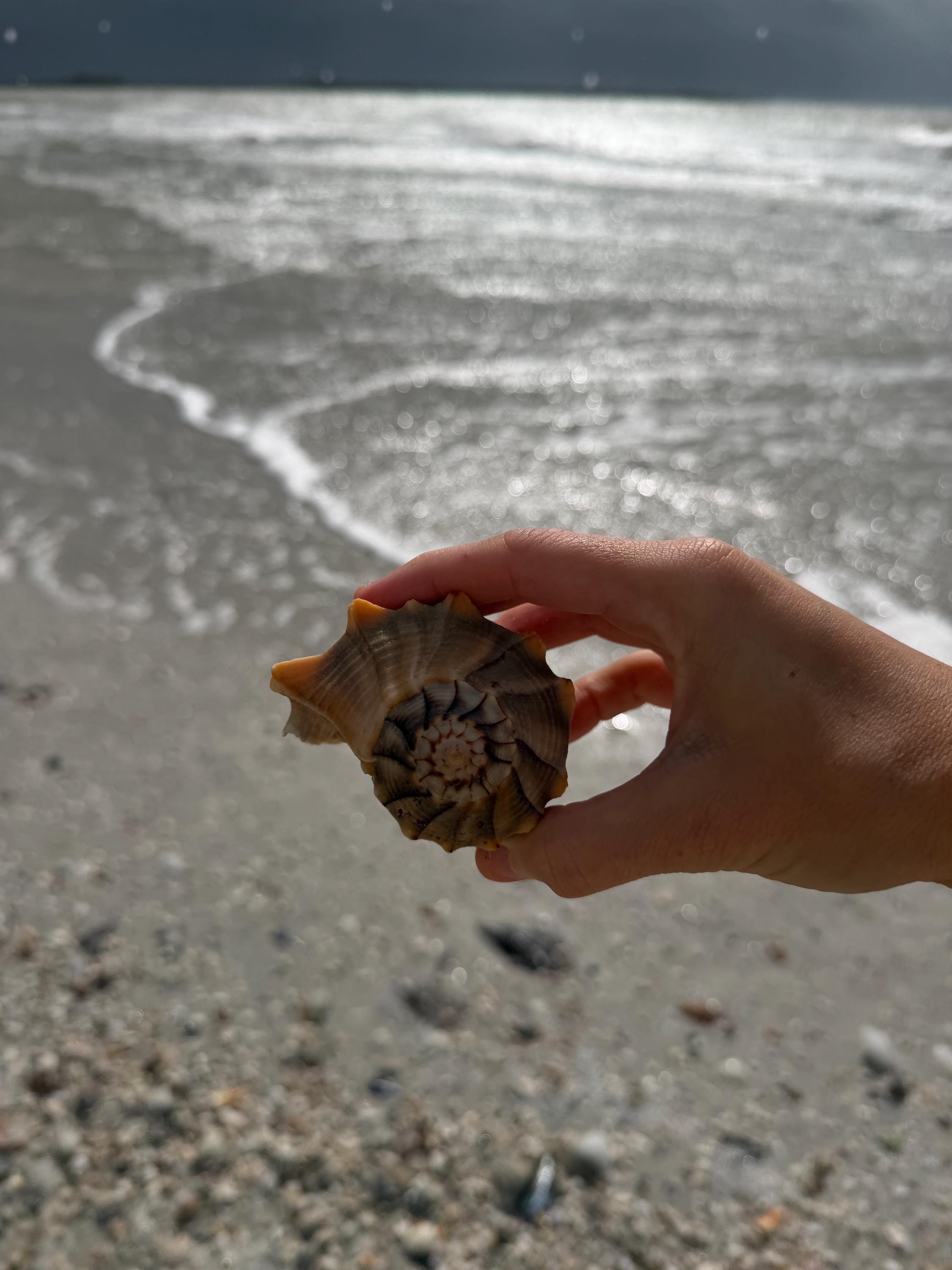 Assorted Seashell - 1/2 Pound Mixed Bag of Florida Beachcomber’s Treasures